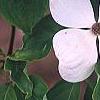Cornus x rutgersensis 'Rutdan', flowers