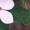 Cornus x rutgersensis 'Rutdan', flowers