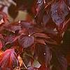 Cornus x rutgersensis 'Rutdan', fall color