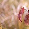 Cornus x rutgersensis 'Rutdan', fall color