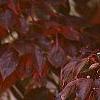 Cornus x rutgersensis 'Rutdan', fall color