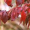 Cornus x rutgersensis 'Rutdan', fall color