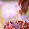 Cornus x rutgersensis 'Rutdan', fall color