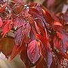 Cornus x rutgersensis 'Rutdan', fall color