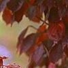 Cornus x rutgersensis 'Rutdan', fall color