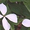 Cornus x rutgersensis 'Rutlan', flowers