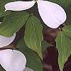 Cornus x rutgersensis 'Rutlan', flowers