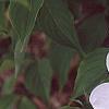 Cornus x rutgersensis 'Rutlan', flowers