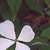 Cornus x rutgersensis 'Rutlan', flowers