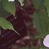 Cornus x rutgersensis 'Rutlan', flowers