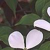 Cornus x rutgersensis 'Rutlan', flowers