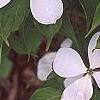 Cornus x rutgersensis 'Rutlan', flowers