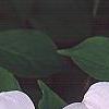 Cornus x rutgersensis 'Rutlan', flowers