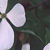 Cornus x rutgersensis 'Rutlan', flowers