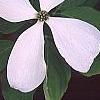 Cornus x rutgersensis 'Rutlan', flowers