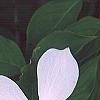 Cornus x rutgersensis 'Rutlan', flowers
