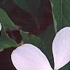 Cornus x rutgersensis 'Rutlan', flowers