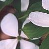 Cornus x rutgersensis 'Rutlan', flowers