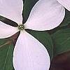 Cornus x rutgersensis 'Rutlan', flowers