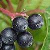 Cornus sanguinea, fruit