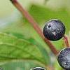 Cornus sanguinea, fruit