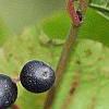Cornus sanguinea, fruit