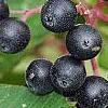 Cornus sanguinea, fruit