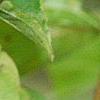 Cornus sanguinea, fruit