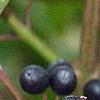 Cornus sanguinea, fruit