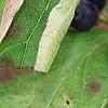 Cornus sanguinea, fruit