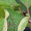 Cornus sanguinea, fruit