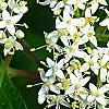 Cornus sericea 'Baileyi', flowers