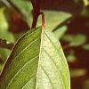 Cornus sericea, leaves