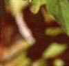 Cornus sericea, leaves