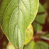 Cornus sericea, leaves