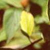 Cornus sericea, leaves