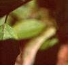 Cornus sericea, leaves