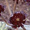 Aeonium arboreum var. atropurpureum 'Schwarzkopf', habit