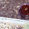 Aeonium arboreum var. atropurpureum 'Schwarzkopf', habit