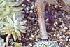 Aeonium arboreum var. atropurpureum 'Schwarzkopf', habit