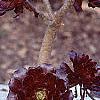 Aeonium arboreum var. atropurpureum 'Schwarzkopf', habit