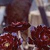 Aeonium arboreum var. atropurpureum 'Schwarzkopf', habit