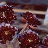 Aeonium arboreum var. atropurpureum 'Schwarzkopf', habit