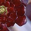 Aeonium arboreum var. atropurpureum 'Schwarzkopf', flowers