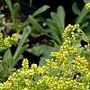 Chiastophyllum oppositifolium, flowers
