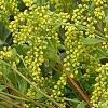 Chiastophyllum oppositifolium, flowers