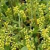 Chiastophyllum oppositifolium, flowers