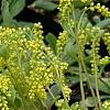 Chiastophyllum oppositifolium, flowers