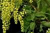 Chiastophyllum oppositifolium, flowers