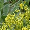 Chiastophyllum oppositifolium, flowers